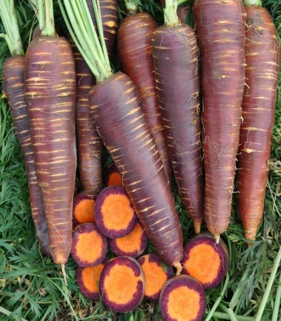 Морковь F1 Пурпурный эликсир