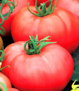 Томат Алтайский богатырь