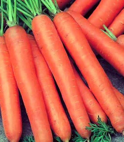Морковь гранулированная бессерцевинная Лонге Роте
