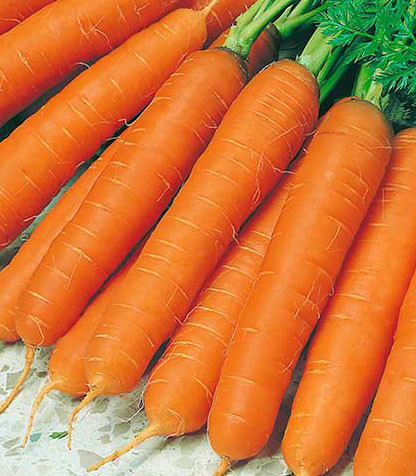 Морковь гранулированная Осенний король