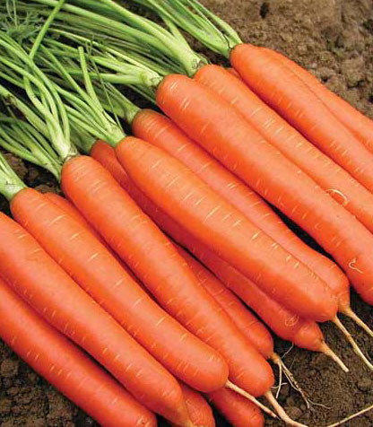 Морковь Красный великан